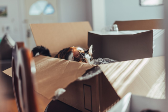 Move House With Cats That Like to Go Outdoors: A Practical Guide